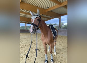 Westphalian, Mare, 9 years, 16 hh, Chestnut-Red
