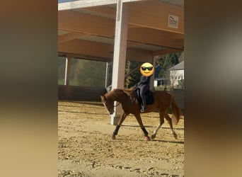 Westphalian, Mare, 9 years, 16 hh, Chestnut-Red