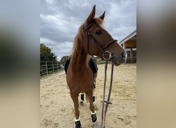 Westphalian, Mare, 9 years, 16 hh, Chestnut-Red