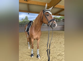 Westphalian, Mare, 9 years, 16 hh, Chestnut-Red