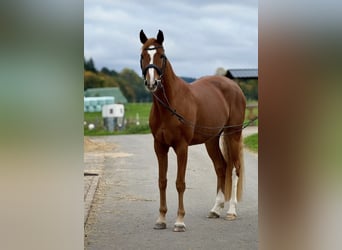 Westphalian, Mare, 9 years, 16 hh, Chestnut-Red