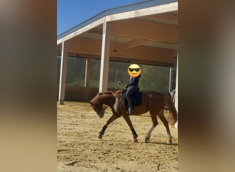 Westphalian, Mare, 9 years, 16 hh, Chestnut-Red