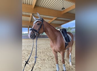 Westphalian, Mare, 9 years, 16 hh, Chestnut-Red