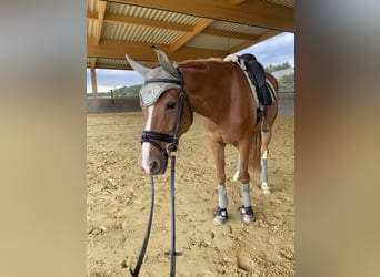 Westphalian, Mare, 9 years, 16 hh, Chestnut-Red