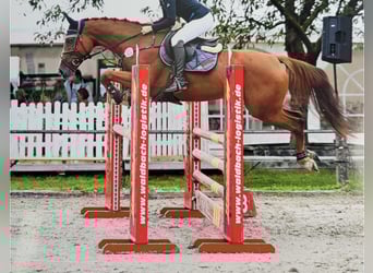 Westphalian, Mare, 9 years, 16 hh, Chestnut-Red