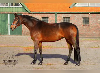 Westphalian, Mare, 9 years, 16,1 hh, Brown