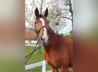 Westphalian, Mare, 9 years, 16,1 hh, Brown