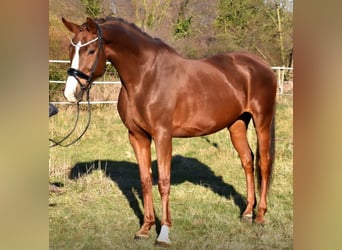 Westphalian, Mare, 9 years, 16,1 hh, Chestnut