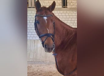 Westphalian, Mare, 9 years, 16,1 hh, Chestnut-Red