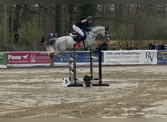 Westphalian, Mare, 9 years, 16,1 hh, Grey