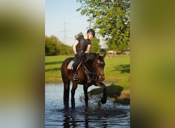 Westphalian, Mare, 9 years, 16,2 hh, Bay-Dark