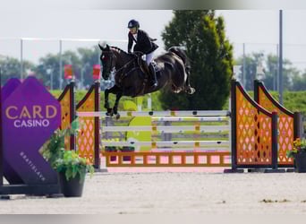Westphalian, Mare, 9 years, 16,2 hh, Bay-Dark