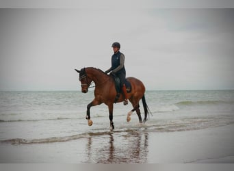 Westphalian, Mare, 9 years, 16,2 hh, Brown