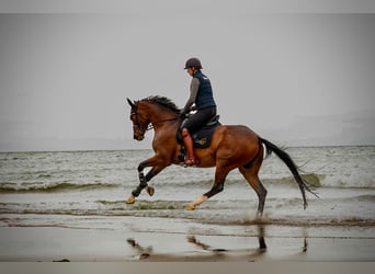 Westphalian, Mare, 9 years, 16,2 hh, Brown
