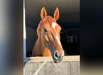 Westphalian, Mare, 9 years, 16,2 hh, Chestnut-Red