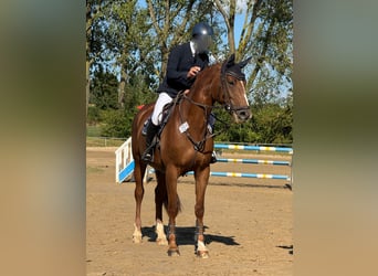 Westphalian, Mare, 9 years, 16,2 hh, Chestnut-Red