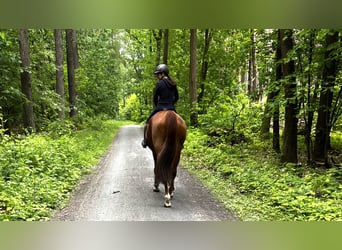 Westphalian, Mare, 9 years, 16,2 hh, Chestnut-Red