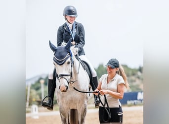 Westphalian, Mare, 9 years, 16,2 hh, Grey