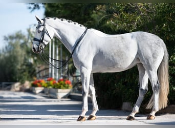Westphalian, Mare, 9 years, 16,2 hh, Grey