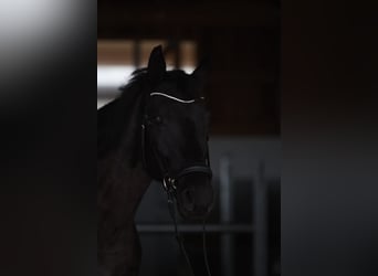 Westphalian, Mare, 9 years, 16,2 hh, Smoky-Black