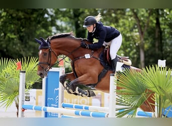 Westphalian, Mare, 9 years, 16,3 hh, Bay-Dark