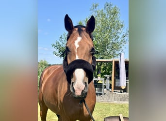 Westphalian, Mare, 9 years, 16,3 hh, Brown