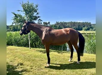 Westphalian, Mare, 9 years, 16,3 hh, Brown
