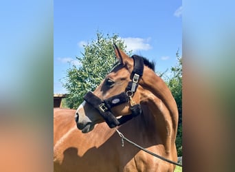 Westphalian, Mare, 9 years, 16,3 hh, Brown