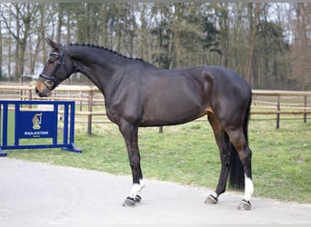 Westphalian, Mare, 9 years, 17.1 hh, Bay-Dark