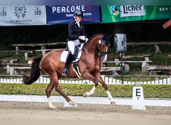 Westphalian, Mare, 9 years, 17 hh, Chestnut