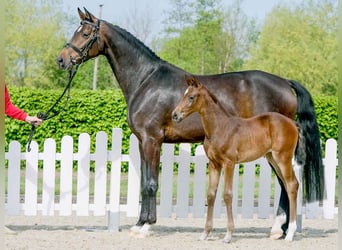 Westphalian, Mare, 9 years, Bay-Dark