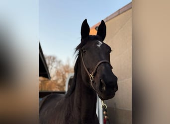 Westphalian, Mare, 9 years, Smoky-Black