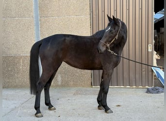Westphalian, Mare, 9 years, Smoky-Black