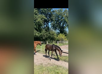 Westphalian, Mare, Foal (03/2024), 16,1 hh, Bay-Dark