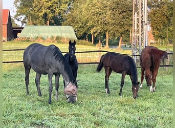 Westphalian, Mare, Foal (03/2024), 16,1 hh, Bay-Dark