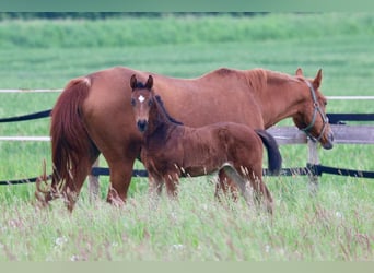 Westphalian, Mare, Foal (03/2024), 16,1 hh, Bay-Dark