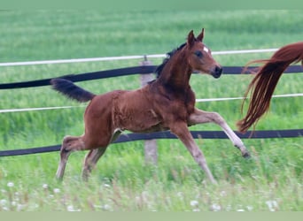 Westphalian, Mare, Foal (03/2024), 16,1 hh, Bay-Dark