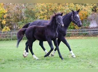Westphalian, Mare, Foal (04/2025), 16.1 hh, Black
