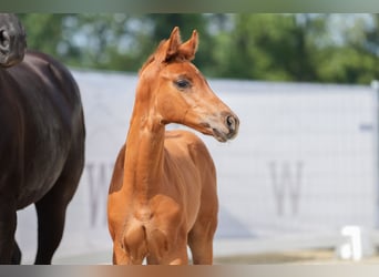 Westphalian, Mare, Foal (06/2024), 16,1 hh, Chestnut