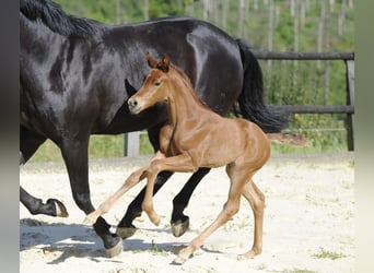 Westphalian, Mare, Foal (06/2024), 16,1 hh, Chestnut