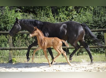 Westphalian, Mare, Foal (06/2024), 16,1 hh, Chestnut