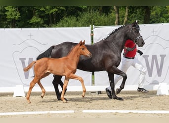 Westphalian, Mare, Foal (06/2024), 16,1 hh, Chestnut