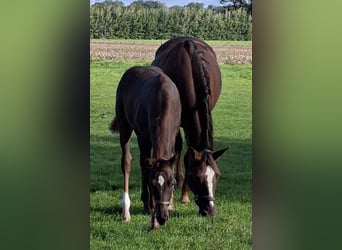Westphalian, Mare, Foal (06/2026), 16.1 hh, Chestnut