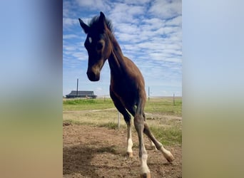 Westfale, Stute, Fohlen (05/2024), 16,1 hh, Schwarzbrauner