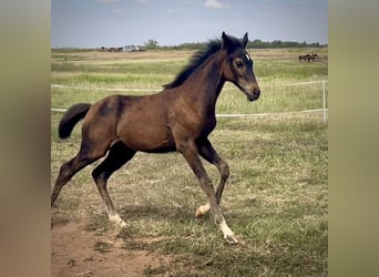 Westfale, Stute, Fohlen (05/2024), 16,1 hh, Schwarzbrauner