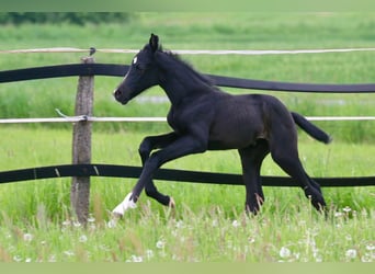 Westphalian, Mare, Foal (05/2024), 16,1 hh, Smoky-Black