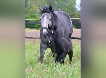 Westphalian, Mare, Foal (05/2024), 16,1 hh, Smoky-Black