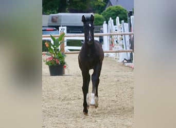 Westphalian, Mare, Foal (05/2024), 16,1 hh, Smoky-Black