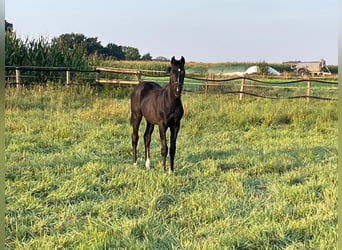 Westphalian, Mare, Foal (05/2024), 16,1 hh, Smoky-Black