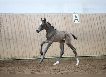 Westphalian, Mare, , 16.1 hh, Smoky-Black